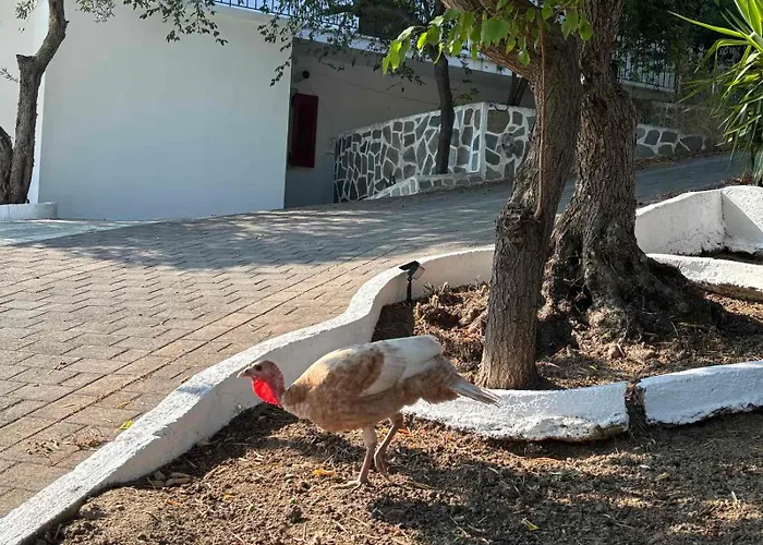 Apartamento Lily's Megali Ammos (Skiathos)